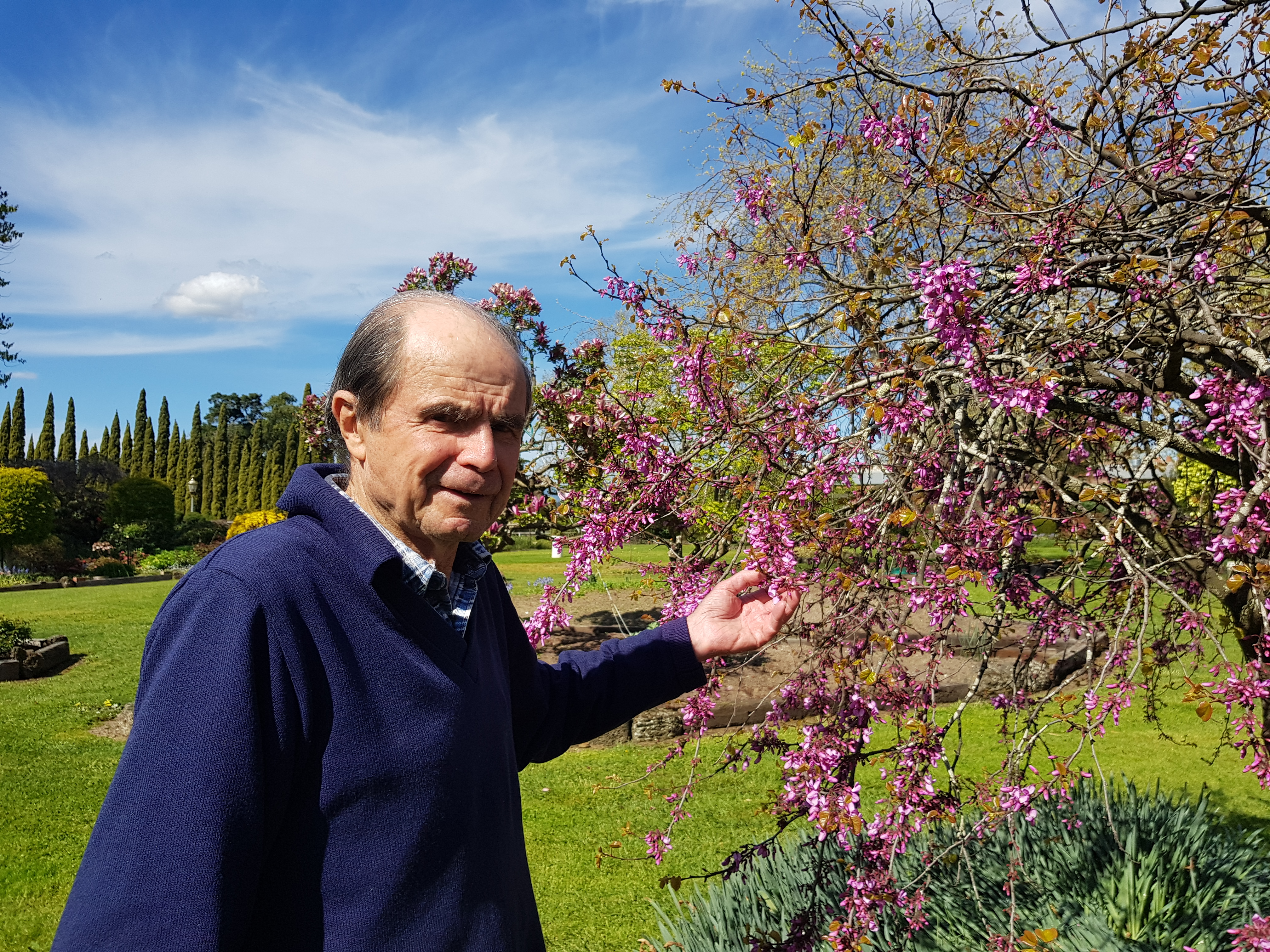 opa with judas tree